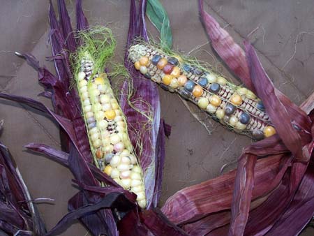 corn1_2427
