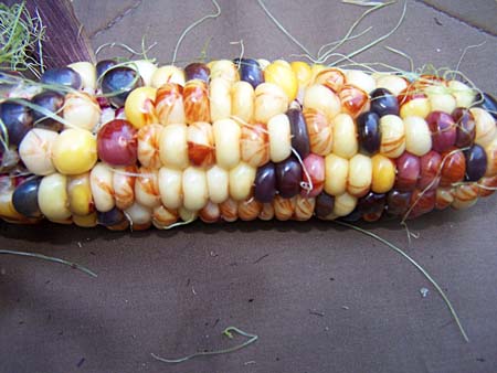 corn1_2476