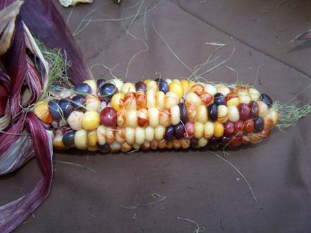corn1_2477